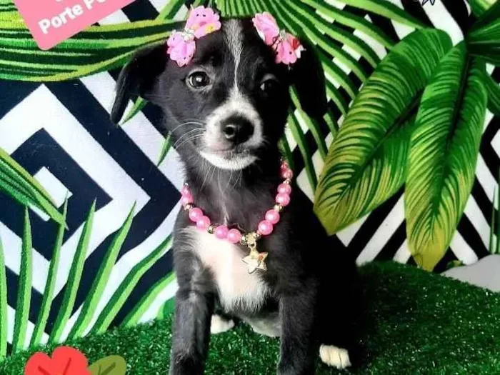 Cachorro raça Srd idade 2 a 6 meses nome Savana 