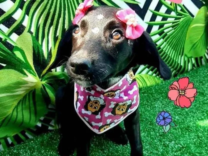 Cachorro raça Srd idade 2 a 6 meses nome Princess 