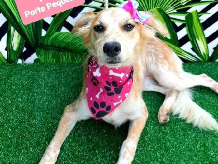 Cachorro raça Srd idade 1 ano nome Julieta 