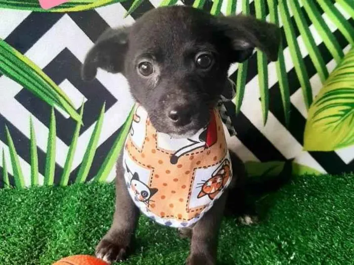 Cachorro raça Srd idade 2 a 6 meses nome Juninho