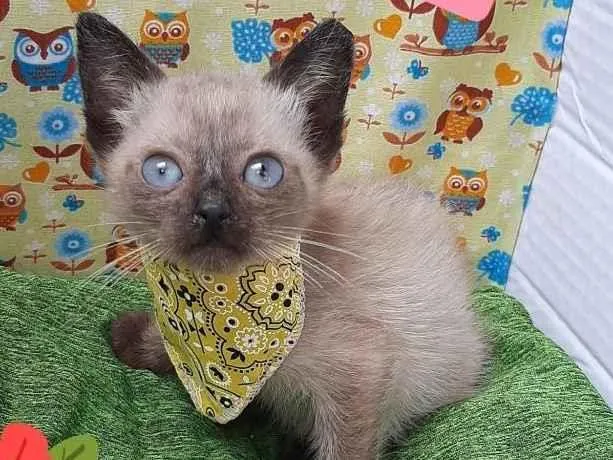 Gato raça Srd idade 2 a 6 meses nome Saliven 