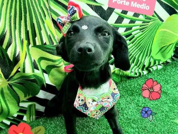 Cachorro raça Srd idade 2 a 6 meses nome Calie 