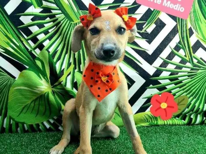 Cachorro raça Srd idade 2 a 6 meses nome Filó