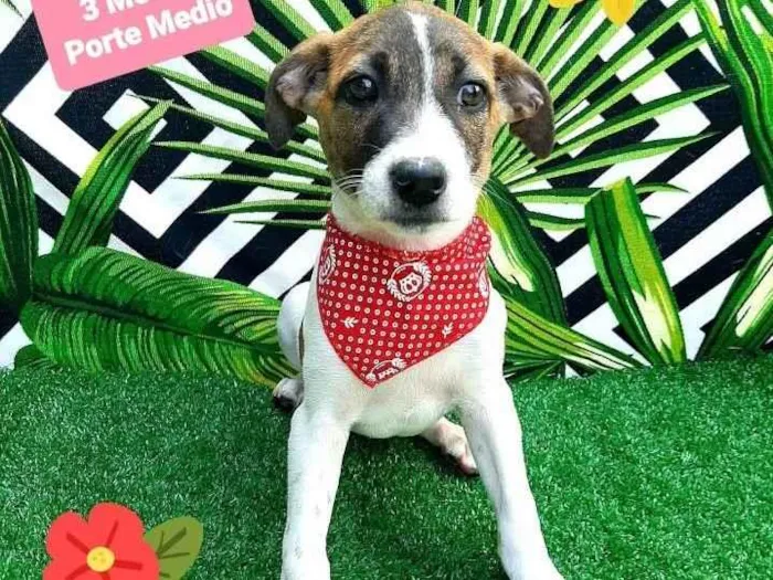 Cachorro raça Srd idade 2 a 6 meses nome Fabinho