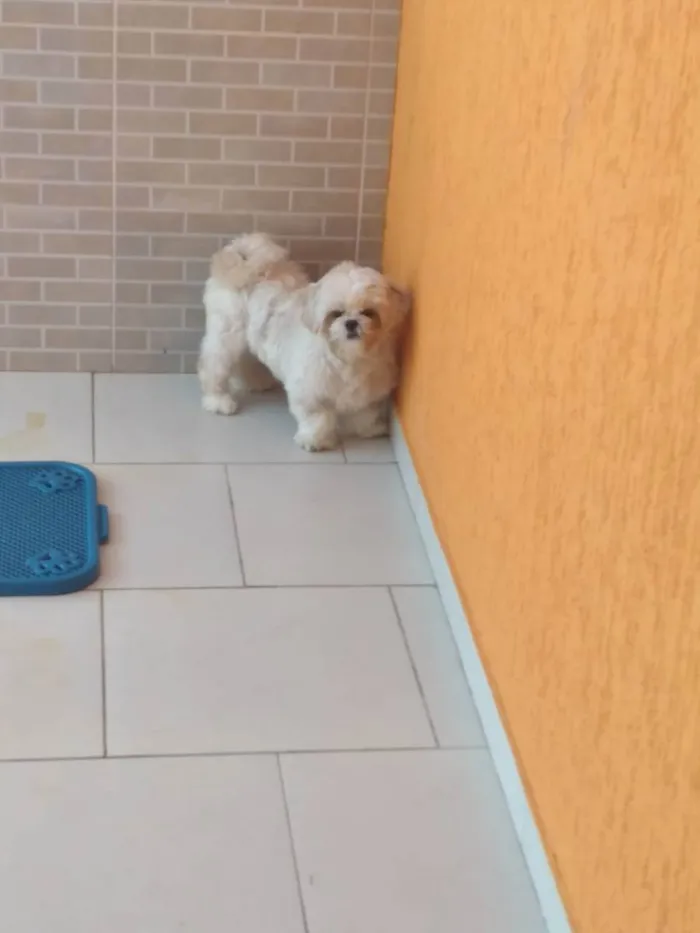 Cachorro ra a Shitzu  idade 1 ano nome Monduim 