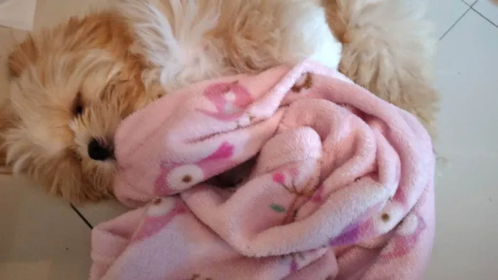 Cachorro ra a Shitzu  idade 1 ano nome Monduim 