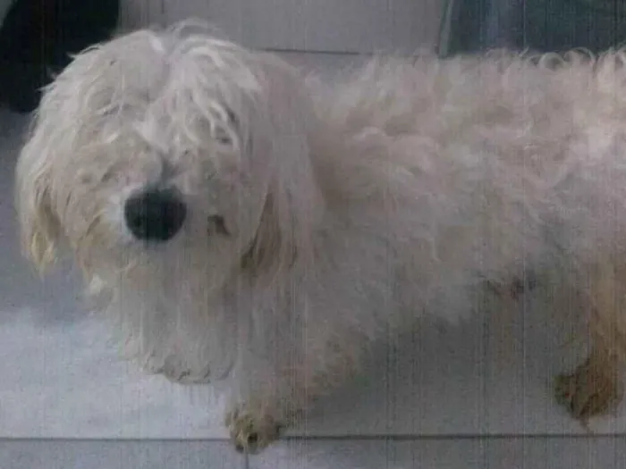 Cachorro ra a Poodle idade  nome Sem nome