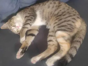 Gato raça Tabby idade 2 a 6 meses nome Maya