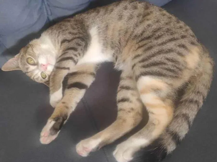 Gato raça Tabby idade 2 a 6 meses nome Maya