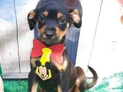 Cachorro raça Srd idade 2 a 6 meses nome Tobias 