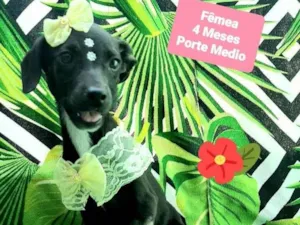 Cachorro raça Srd idade 2 a 6 meses nome Ray 