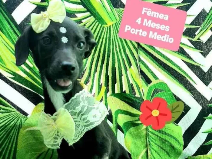 Cachorro raça Srd idade 2 a 6 meses nome Ray 