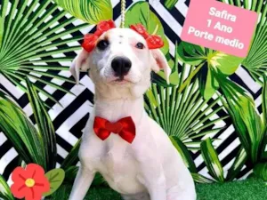 Cachorro raça Srd idade 1 ano nome Safira