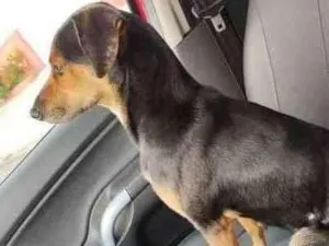 Cachorro raça SRD idade 1 ano nome Mônica 