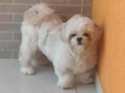 Cachorro ra a Shitzu  idade 1 ano nome Monduim 
