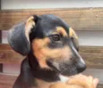 Cachorro raça SRD idade 2 a 6 meses nome Malú