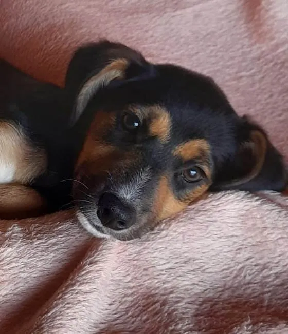 Cachorro raça SRD idade 2 a 6 meses nome Malú