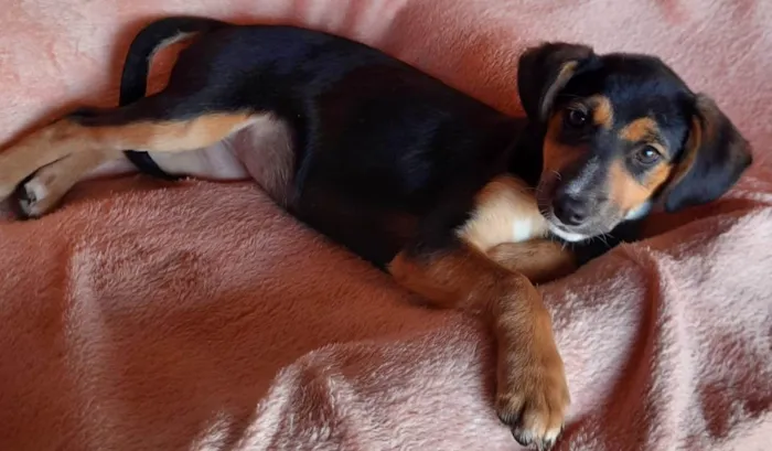 Cachorro raça SRD idade 2 a 6 meses nome Malú