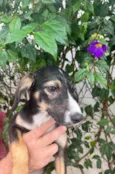 Cachorro raça SRD idade 2 a 6 meses nome Luma