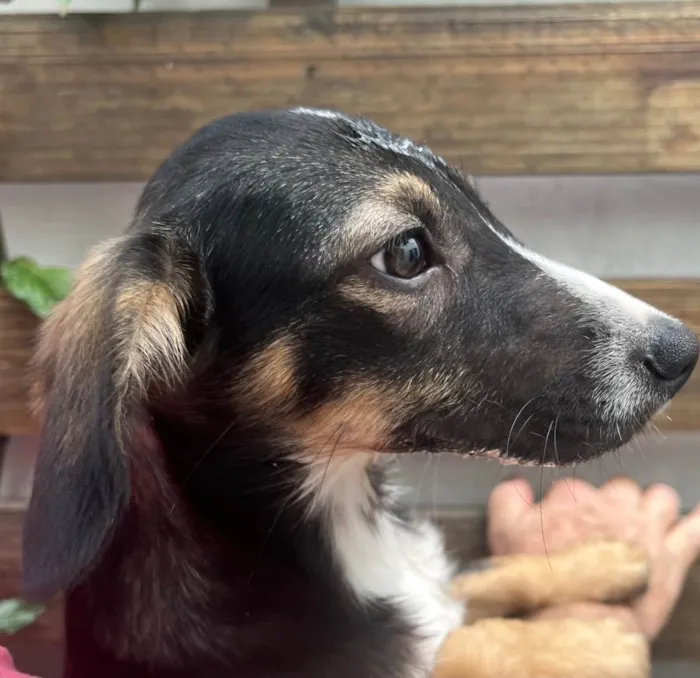 Cachorro raça SRD idade 2 a 6 meses nome Luma