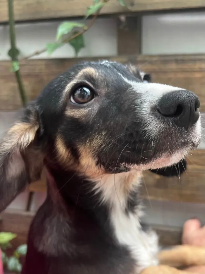 Cachorro raça SRD idade 2 a 6 meses nome Luma