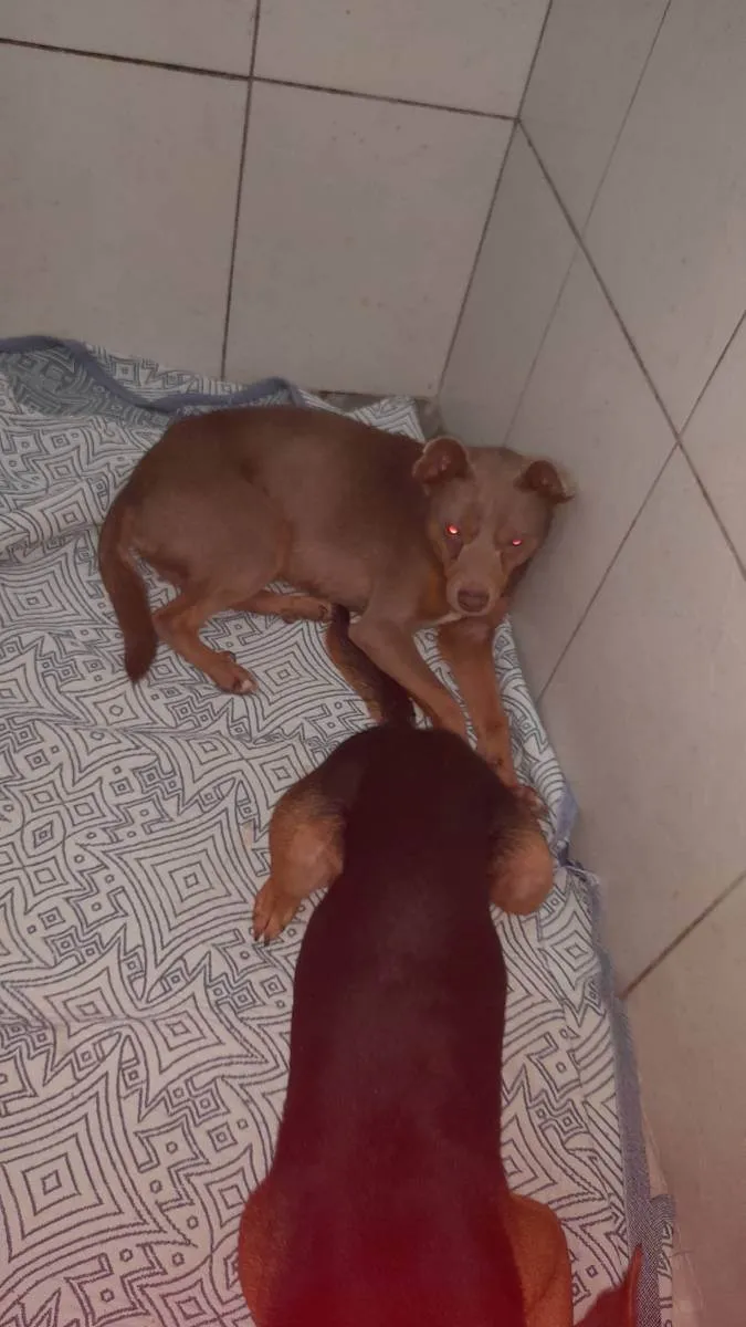 Cachorro ra a Vira lata idade 3 anos nome Max e Pedro 