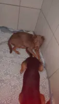 Max e Pedro