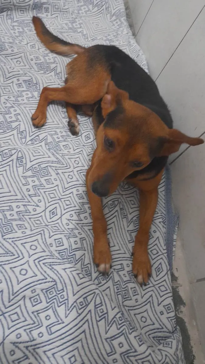 Cachorro ra a Vira lata idade 3 anos nome Max e Pedro 