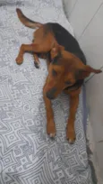 Max e Pedro