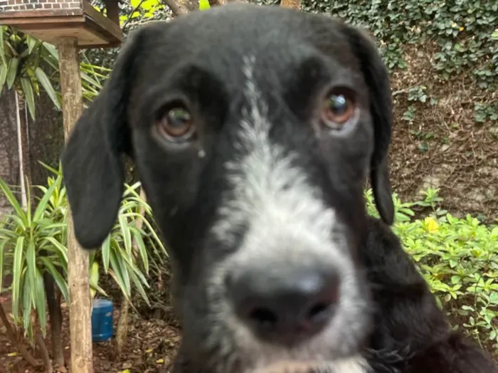 Cachorro raça SRD idade 2 a 6 meses nome Jully