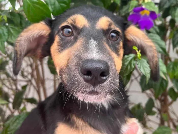 Cachorro raça SRD idade 2 a 6 meses nome Malú