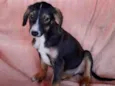 Cachorro raça SRD idade 2 a 6 meses nome Luma