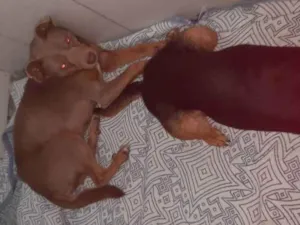 Cachorro raça Vira lata idade 3 anos nome Max e Pedro 