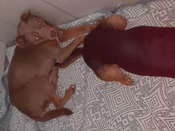 Cachorro ra a Vira lata idade 3 anos nome Max e Pedro 