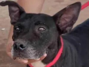 Cachorro raça Mestiço  idade 7 a 11 meses nome Bolt 