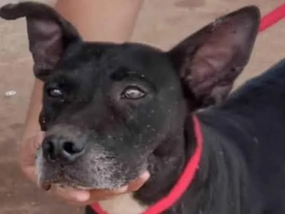 Cachorro ra a Mestiço  idade 7 a 11 meses nome Bolt 