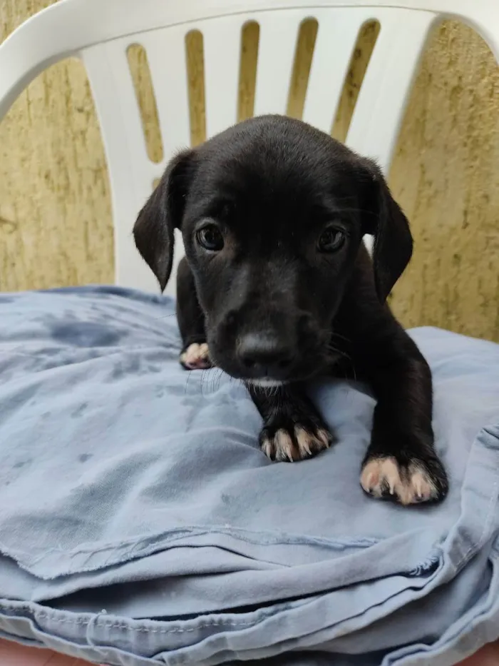 Cachorro ra a Sem raça definida  idade 2 a 6 meses nome Não tem nome