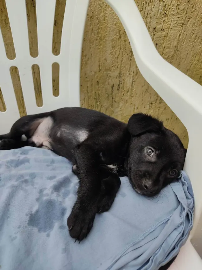 Cachorro ra a Sem raça definida  idade 2 a 6 meses nome Não tem nome