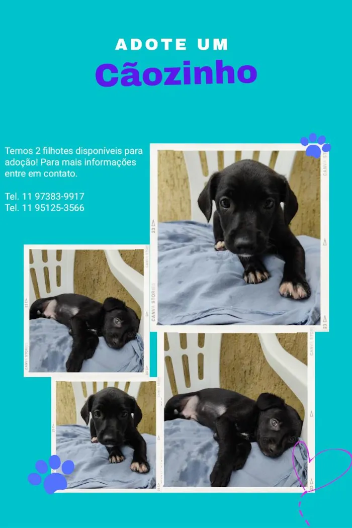 Cachorro ra a Sem raça definida  idade 2 a 6 meses nome Não tem nome