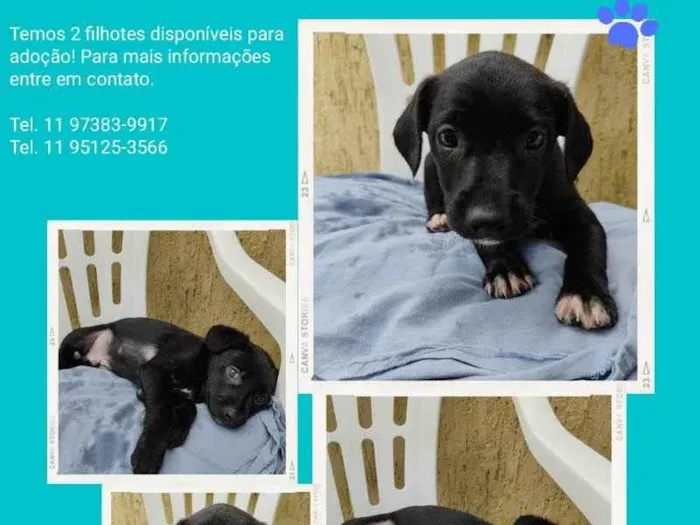 Cachorro ra a Sem raça definida  idade 2 a 6 meses nome Não tem nome