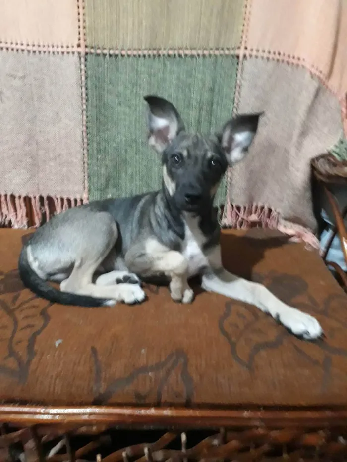 Cachorro ra a Vira-lata idade 2 a 6 meses nome Kim