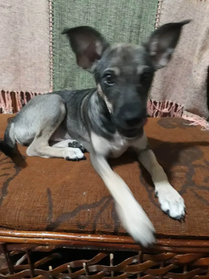 Cachorro ra a Vira-lata idade 2 a 6 meses nome Kim