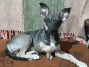 Cachorro raça Vira-lata idade 2 a 6 meses nome Kim