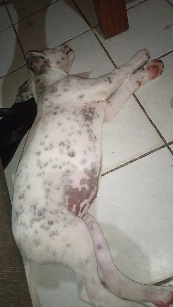 Cachorro ra a Viralata  idade 2 a 6 meses nome Sem nome