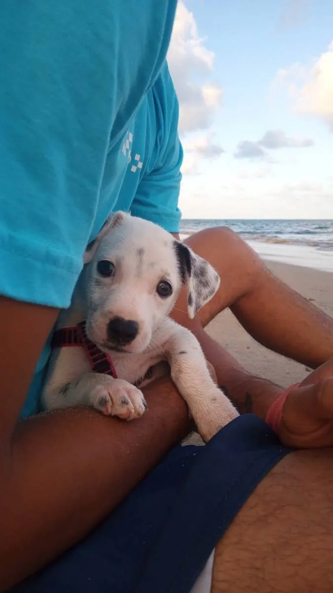 Cachorro ra a Viralata  idade 2 a 6 meses nome Sem nome