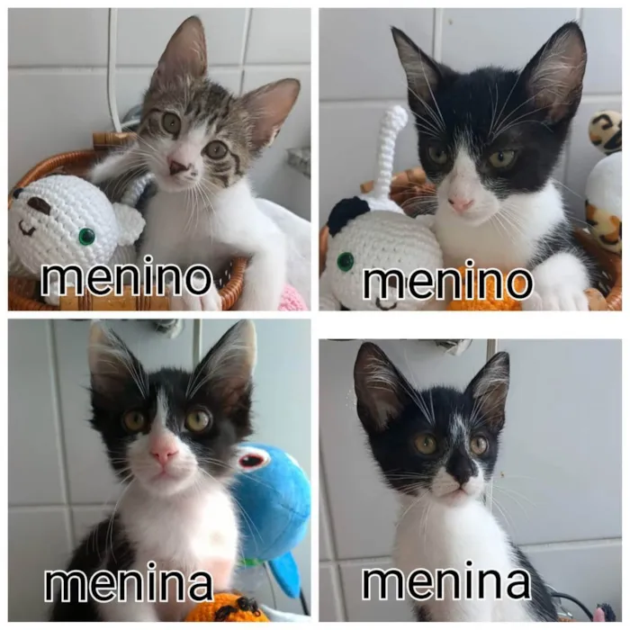Gato ra a srd bicolor idade 2 a 6 meses nome Quatro Lindos Bebês 