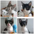 Quatro Lindos Bebês