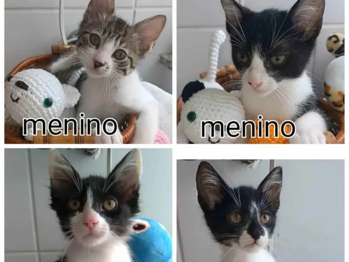 Gato ra a srd bicolor idade 2 a 6 meses nome Quatro Lindos Bebês 