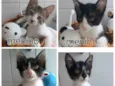 Quatro Lindos Bebês