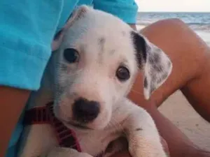 Cachorro raça Viralata  idade 2 a 6 meses nome Sem nome